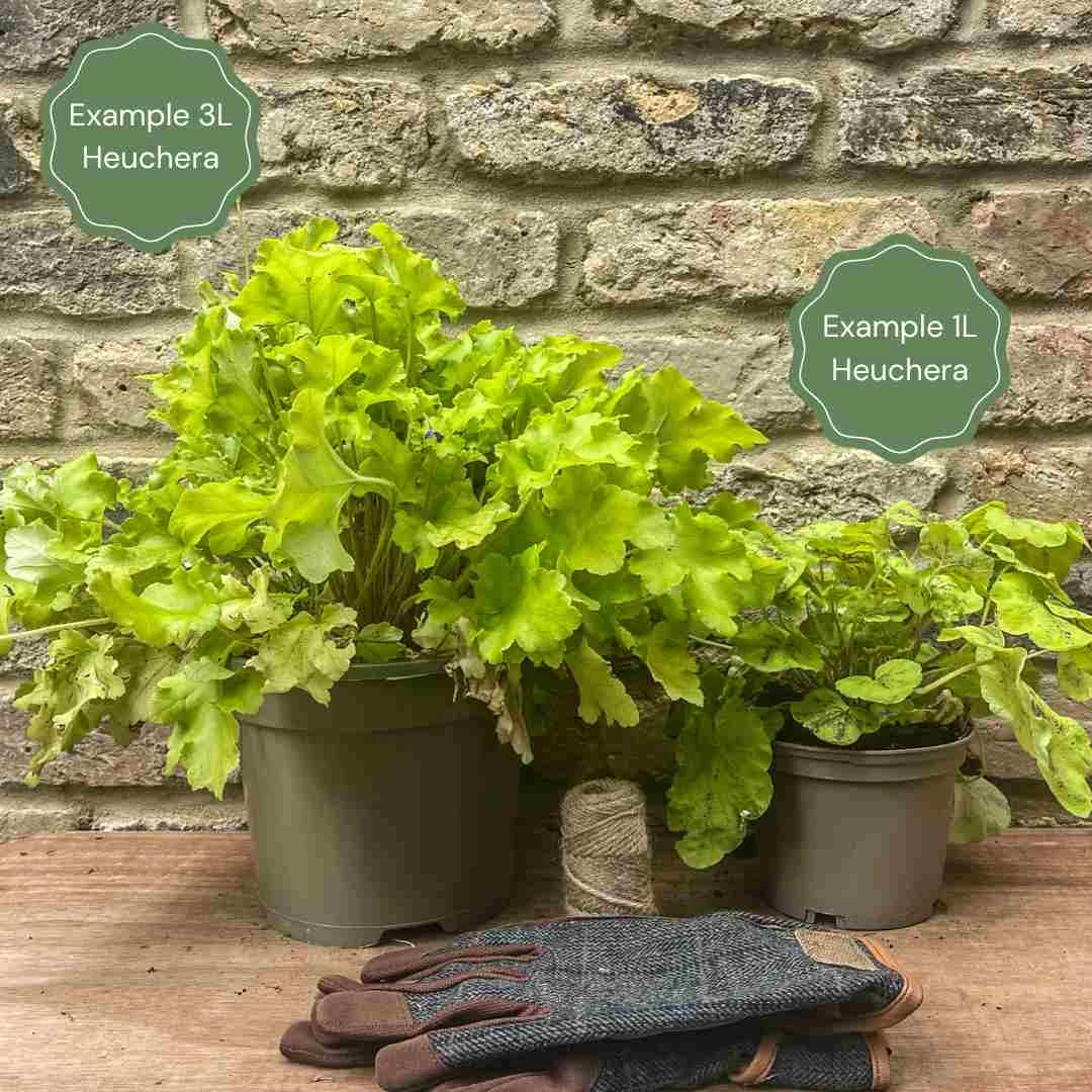Heuchera 'Lime Marmalade' - Image 2