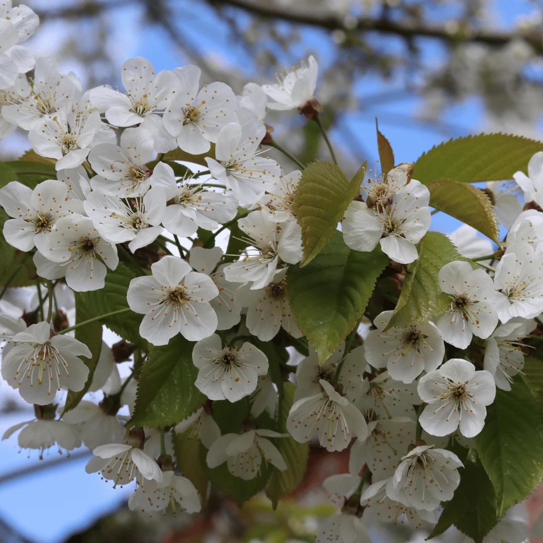 Great White Cherry Blossom Tree | Prunus 'Tai-Haku' - Image 2