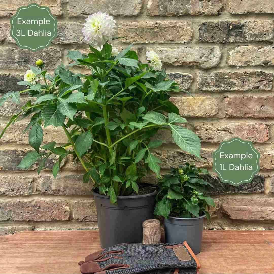 Dahlia 'Souvenir D'Ete' - Image 2