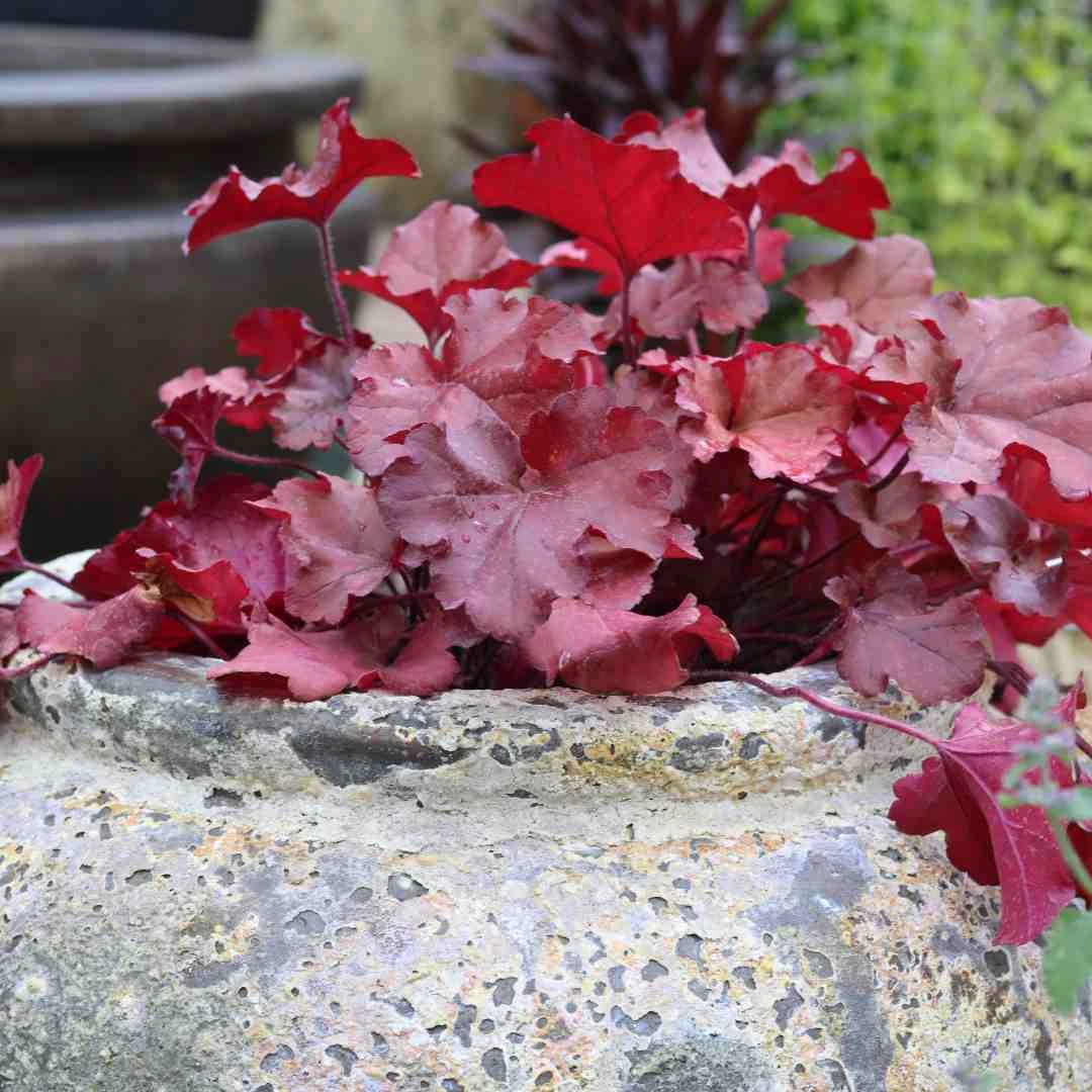 Heuchera 'Indian Summer Cranberry' - Image 2