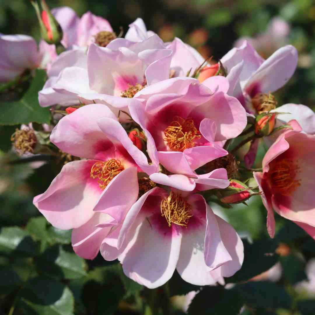 'For Your Eyes Only' Floribunda Rose - Image 2