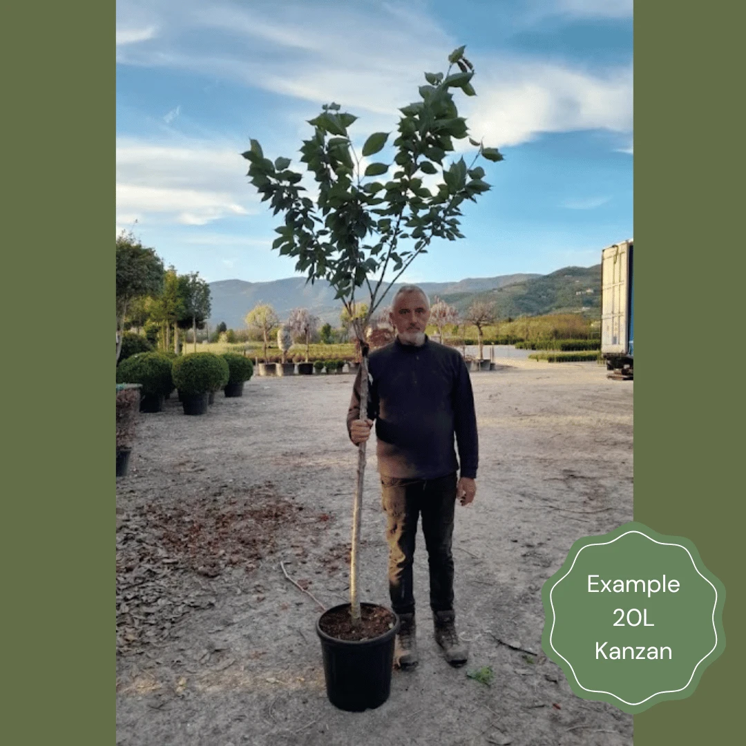 Japanese Cherry Blossom Tree | Prunus Serrulata 'Kanzan' - Image 9