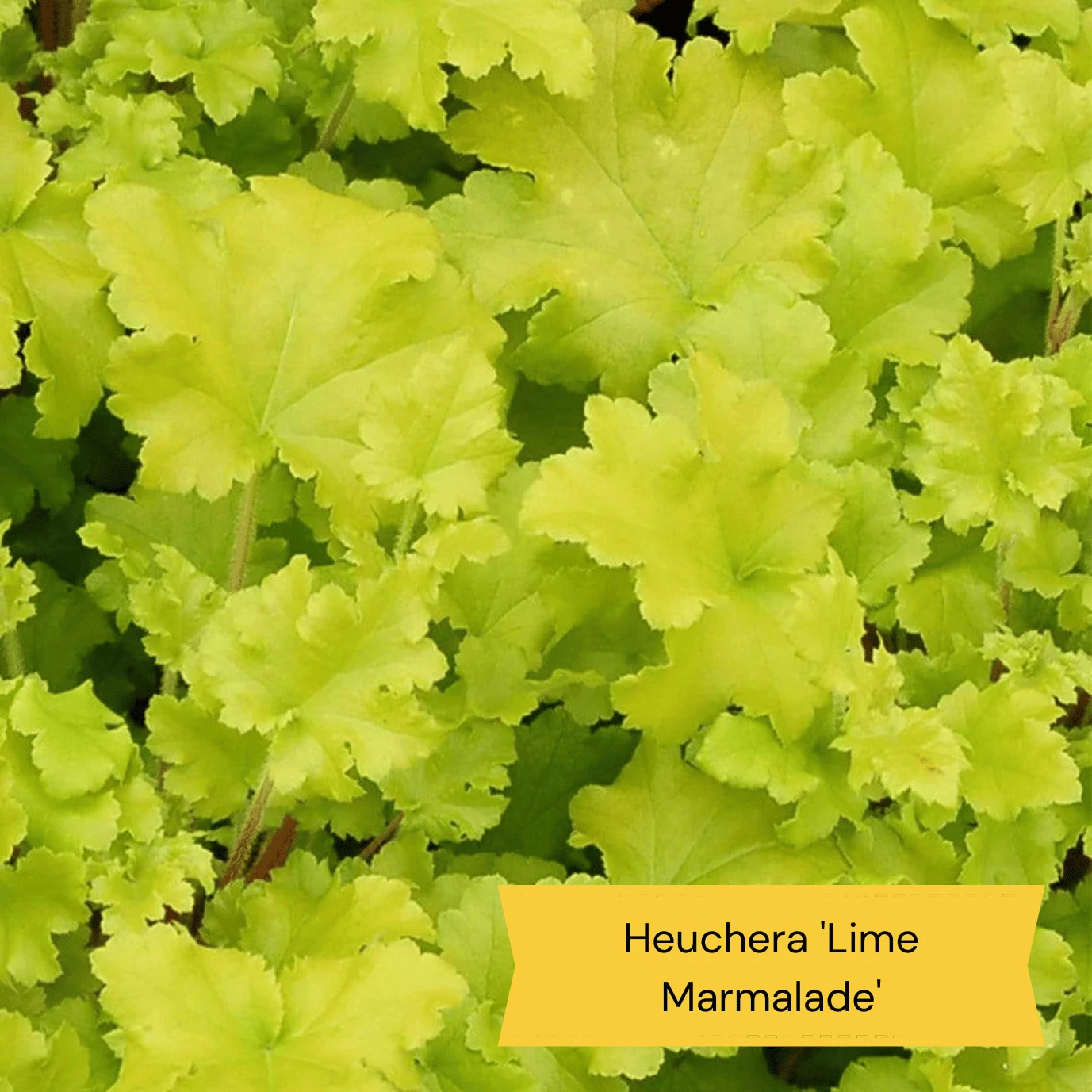 Sensory Garden Plants | Tactile, Bright & Fragrant - Image 3