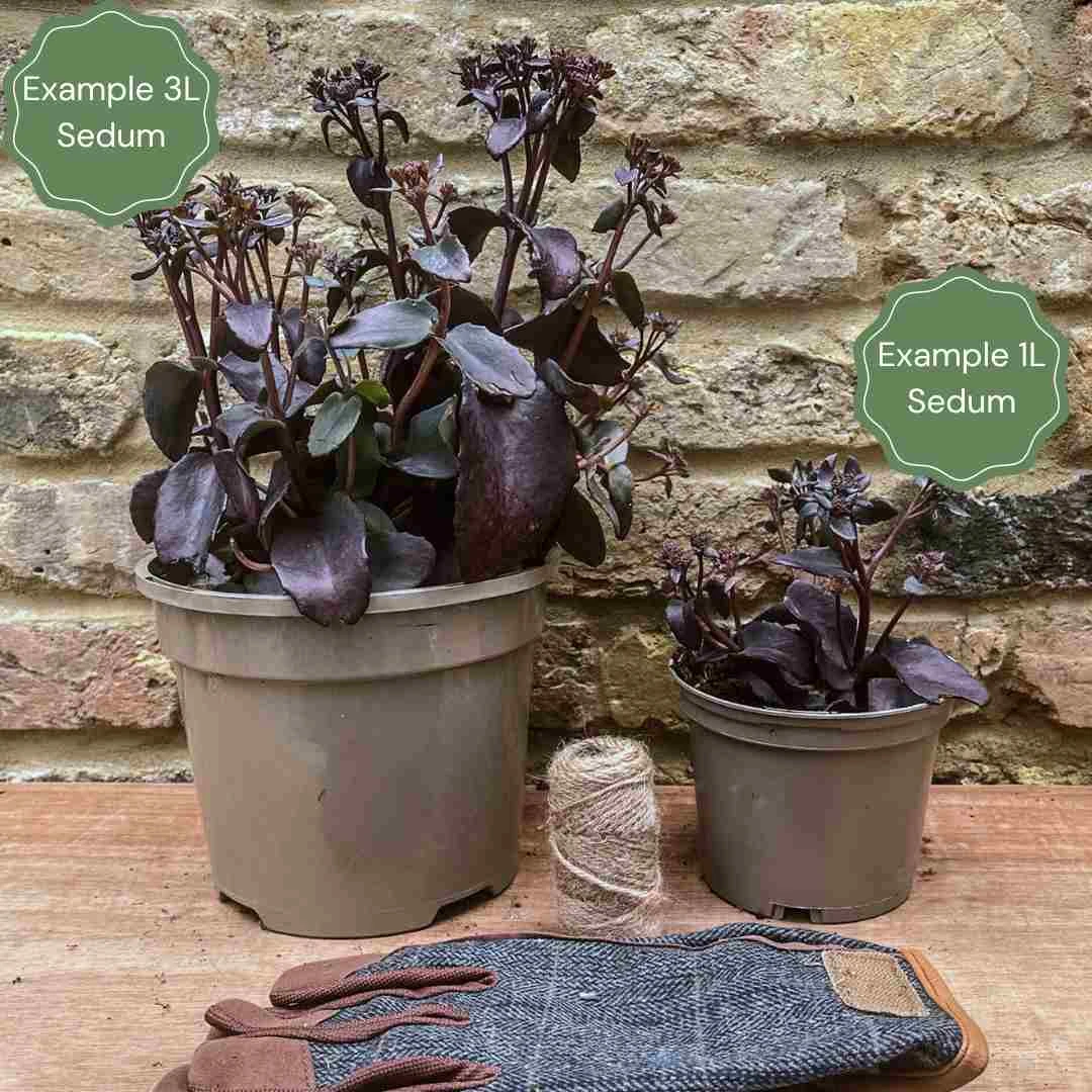 Sedum 'Chocolate Cherry' - Image 2