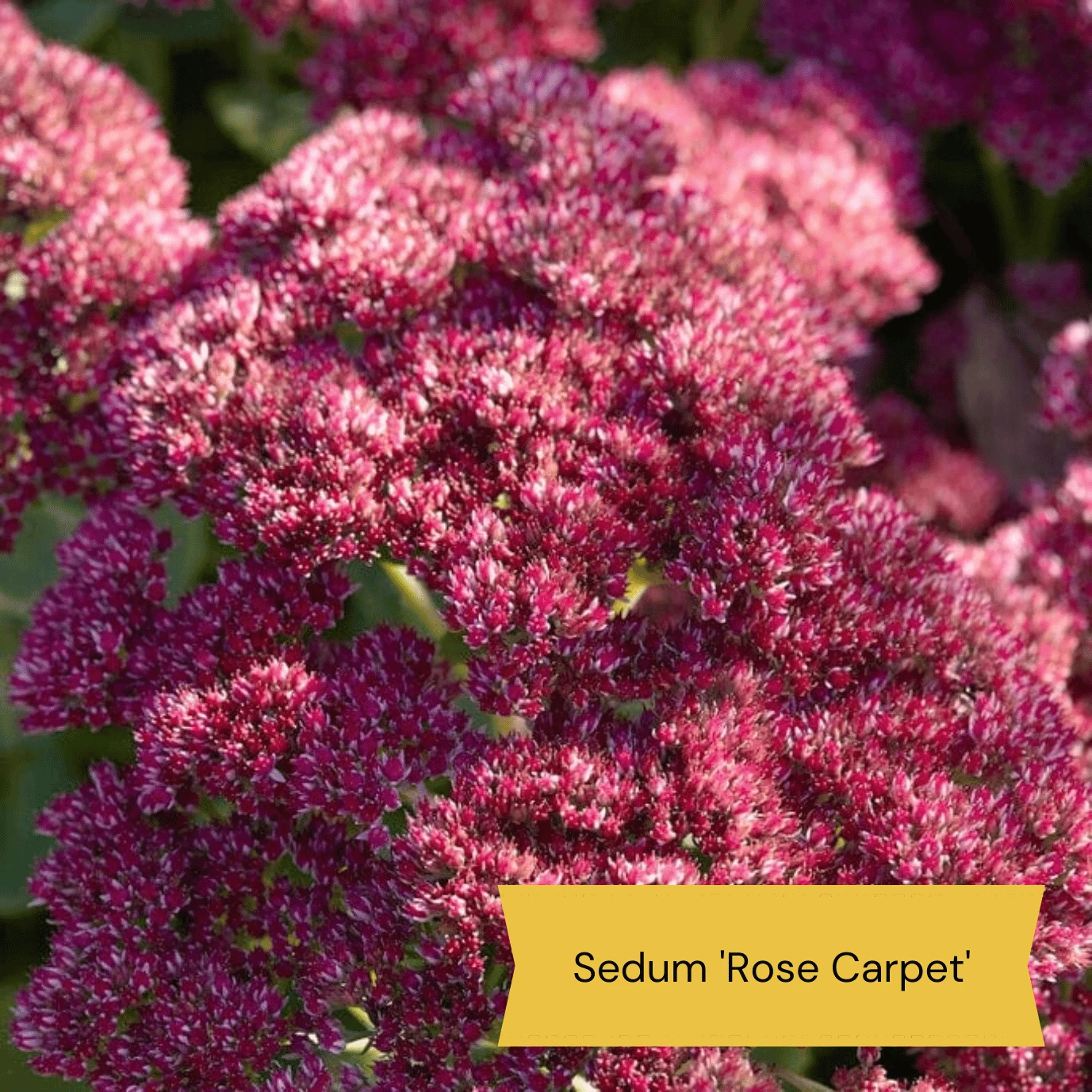 Sensory Garden Plants | Tactile, Bright & Fragrant - Image 5