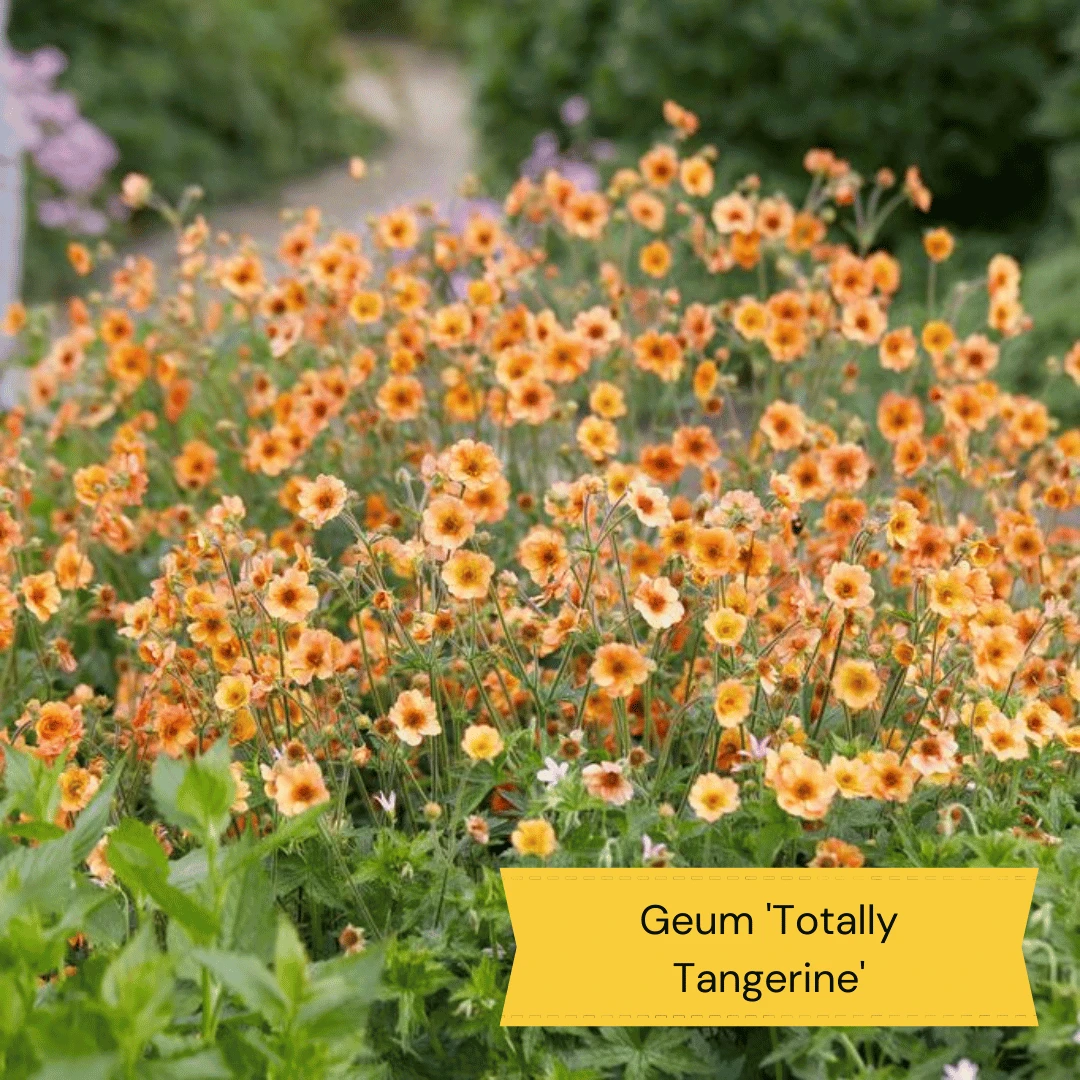 Geums Are Forever Collection - Image 5