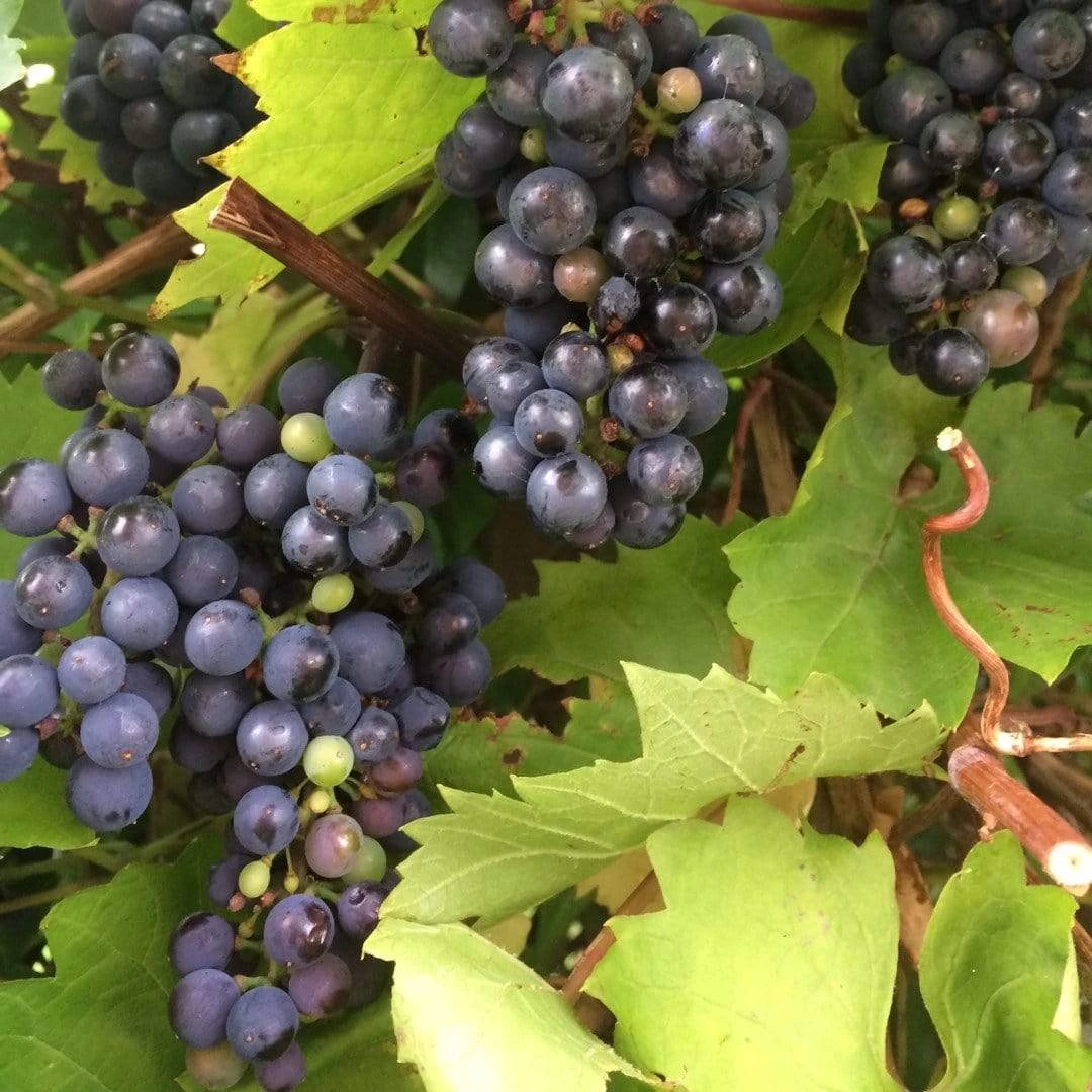'Black Hamburgh' Indoor Grape Vine - Image 2