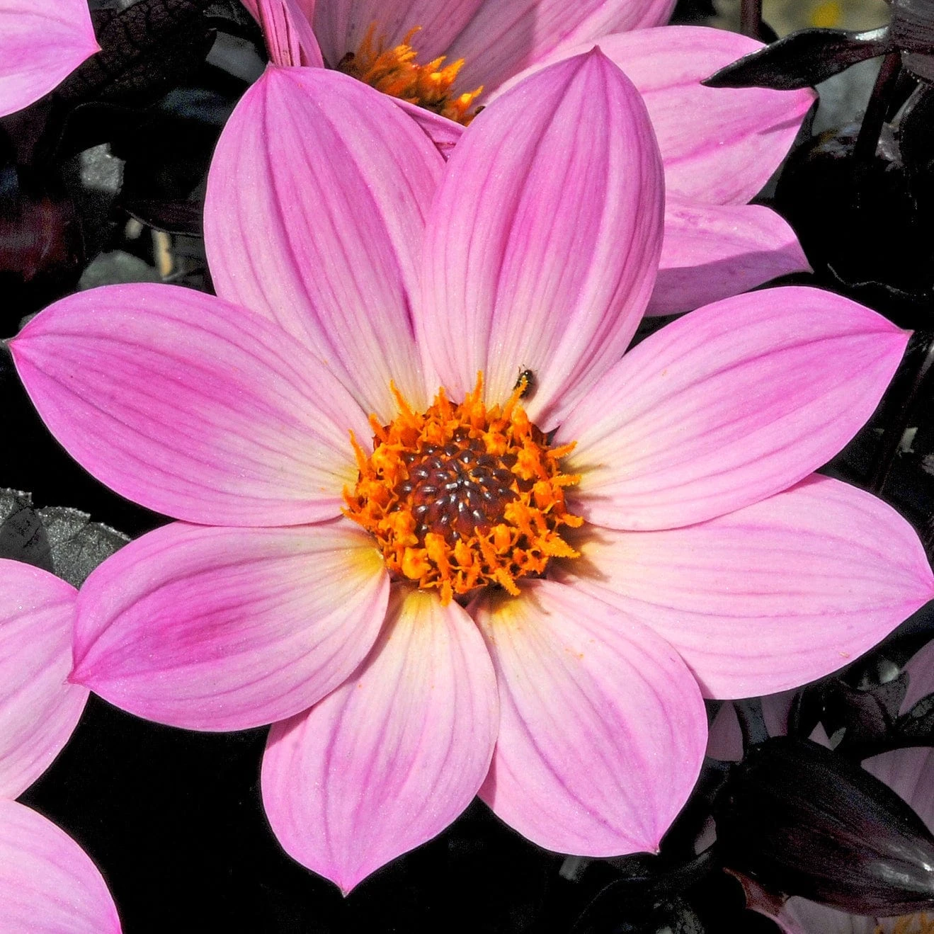Dahlia 'Happy Days Pink' Jumbo Plug Plants - Image 3