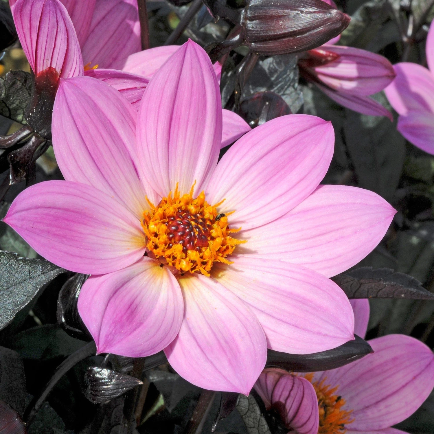 Dahlia 'Happy Days Pink' Jumbo Plug Plants - Image 2