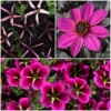 12 Annuals For Hanging Baskets | The Dark Side Of The Moon Collection | Calibrachoa, Petunia & Dahlia