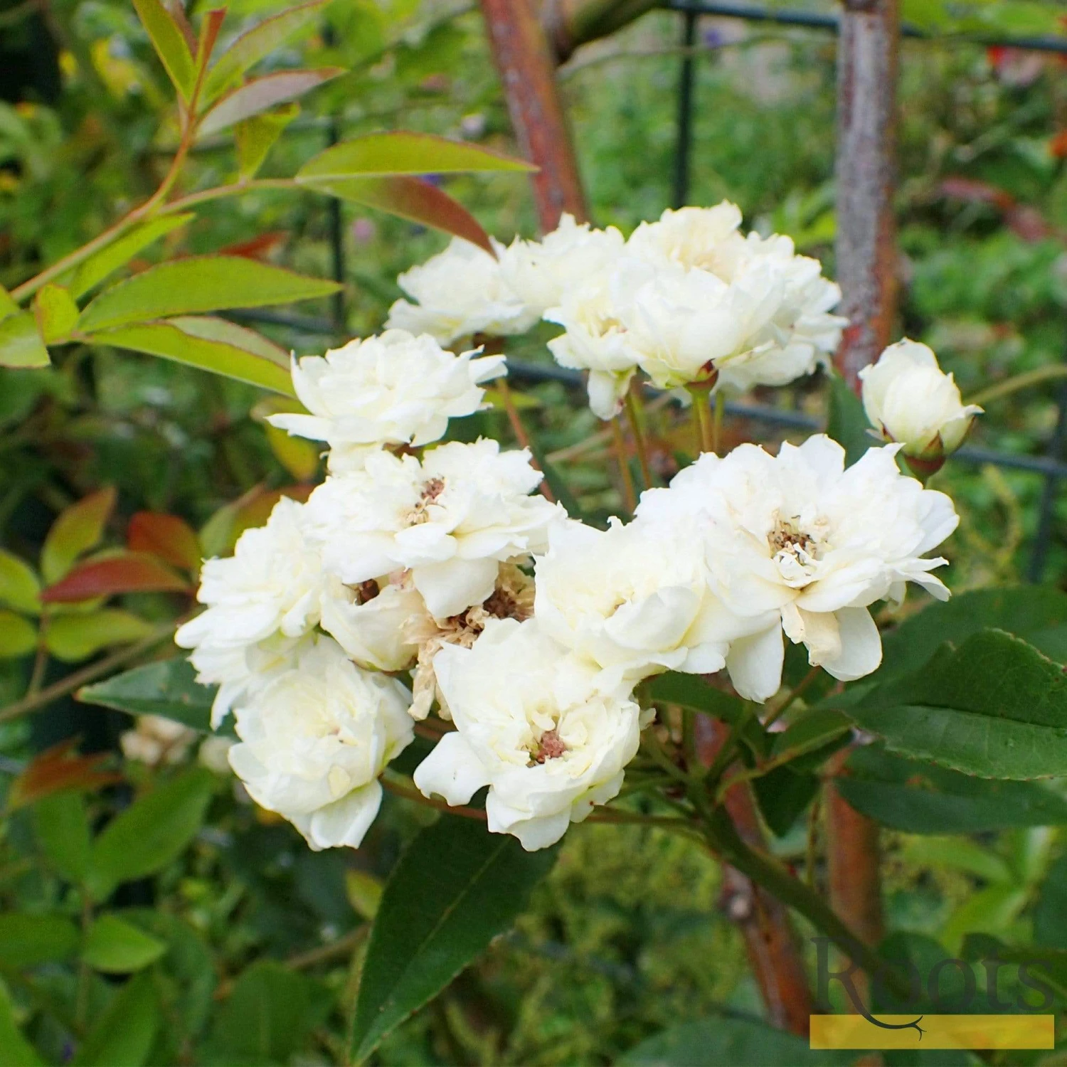 'Rosa Banksiae 'Alba Plena' | Rambling Rose - Image 2