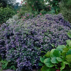Ceanothus 'Puget Blue