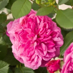 'Patio Hit Dafne' Patio Shrub Rose