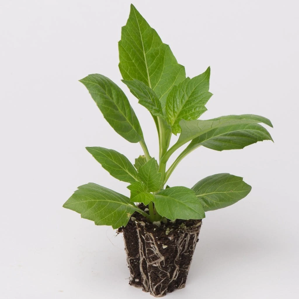 Dahlia 'Happy Days Pink' Jumbo Plug Plants - Image 4