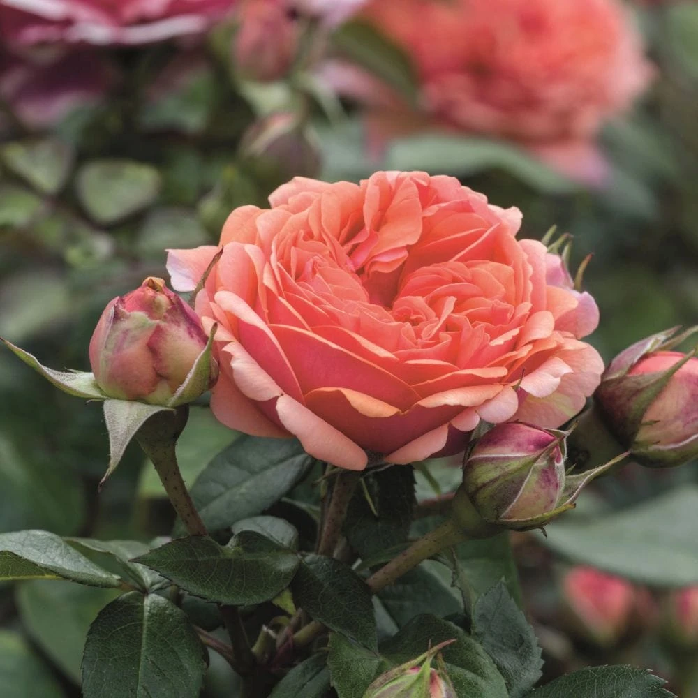 'Duchess Of Cornwall' Hybrid Tea Rose - Image 2