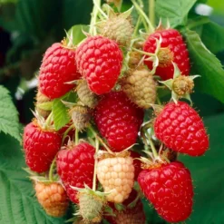 Glen Prosen Raspberry Plants