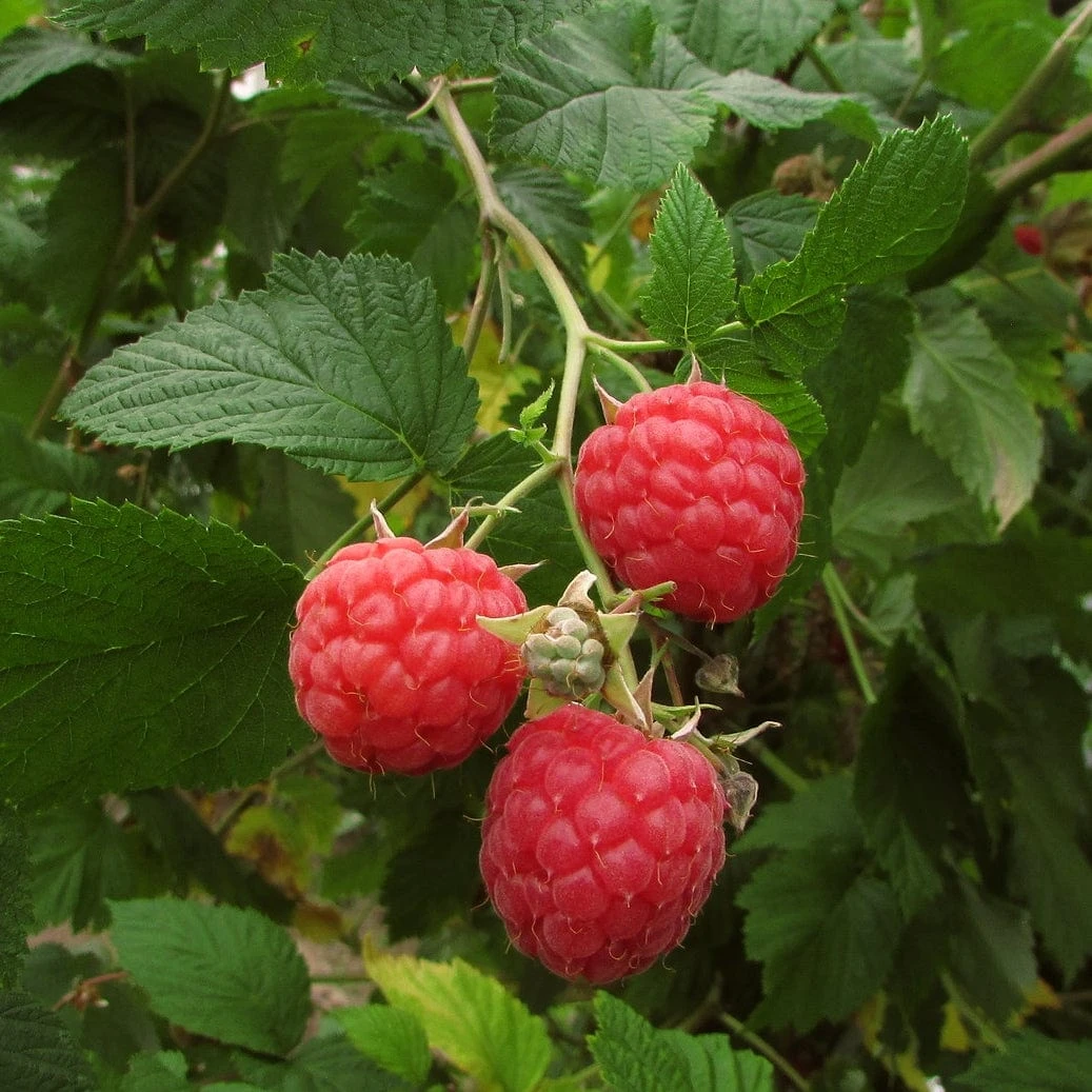 Autumn Bliss Raspberry Plants - Image 5