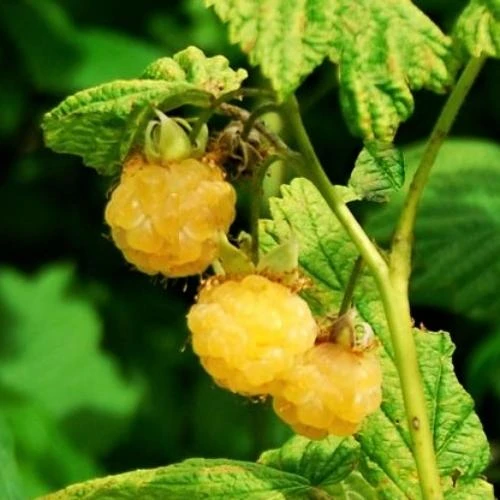 All Gold Raspberry Plants - Image 3