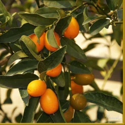 Kumquat Tree | Grafted Mini-Stem
