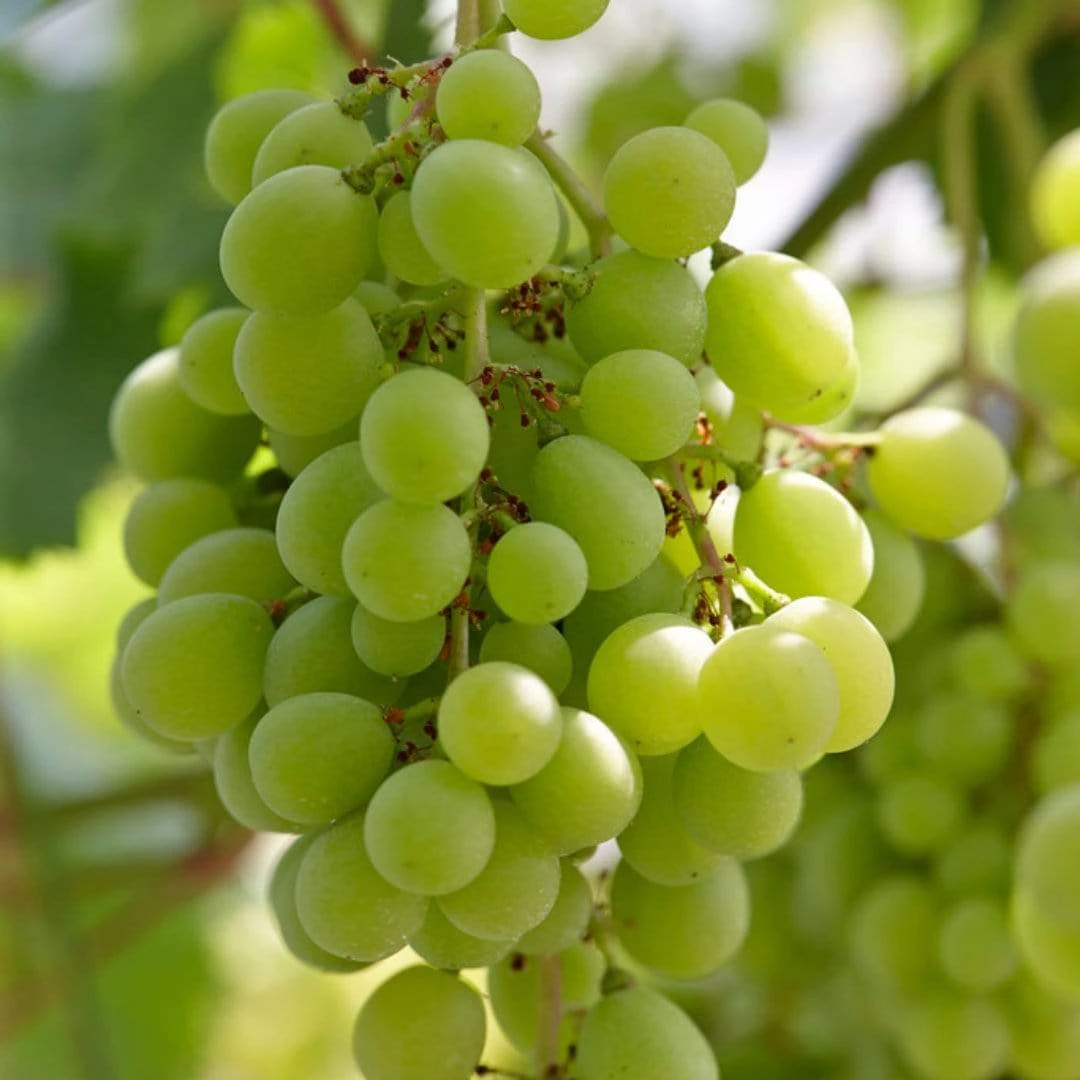 'Superior Seedless' Outdoor Grape Vine