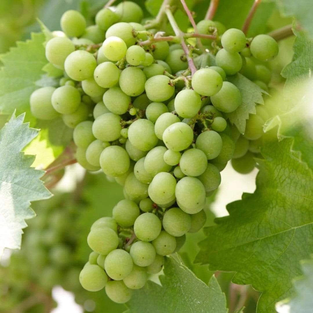 'Superior Seedless' Outdoor Grape Vine - Image 2