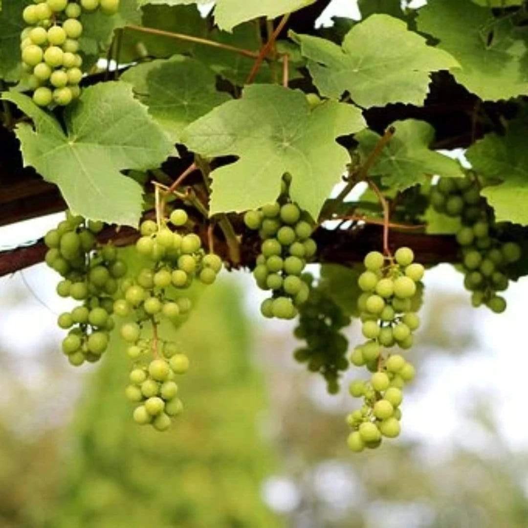 'Lakemont' Seedless Outdoor Grape Vine - Image 3