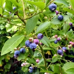 Goldtraube Blueberry Bush