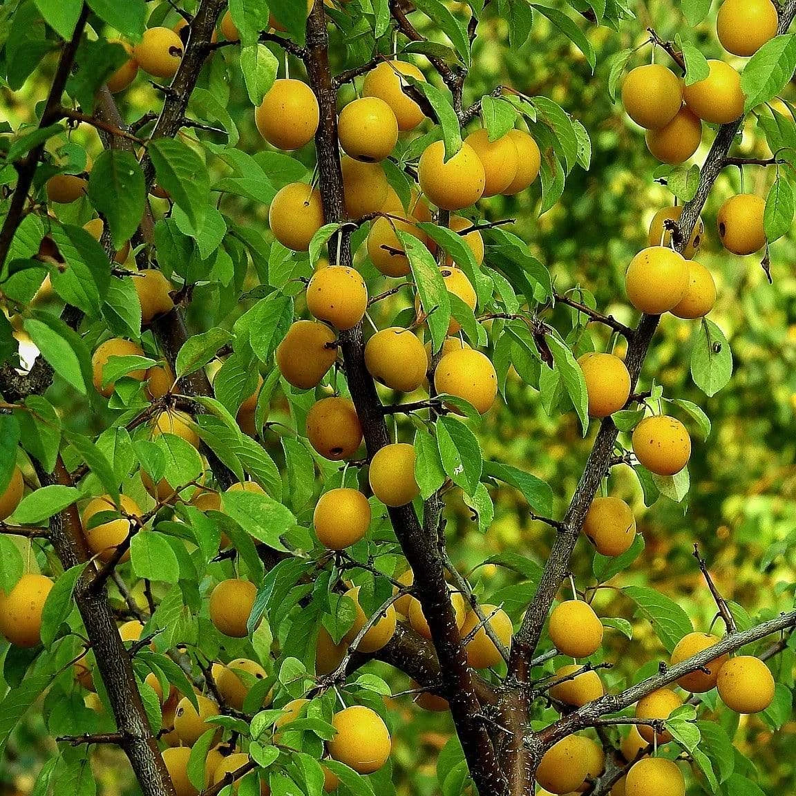 Oullins Golden Gage Plum Tree - Image 3