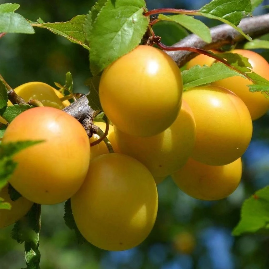 Oullins Golden Gage Plum Tree