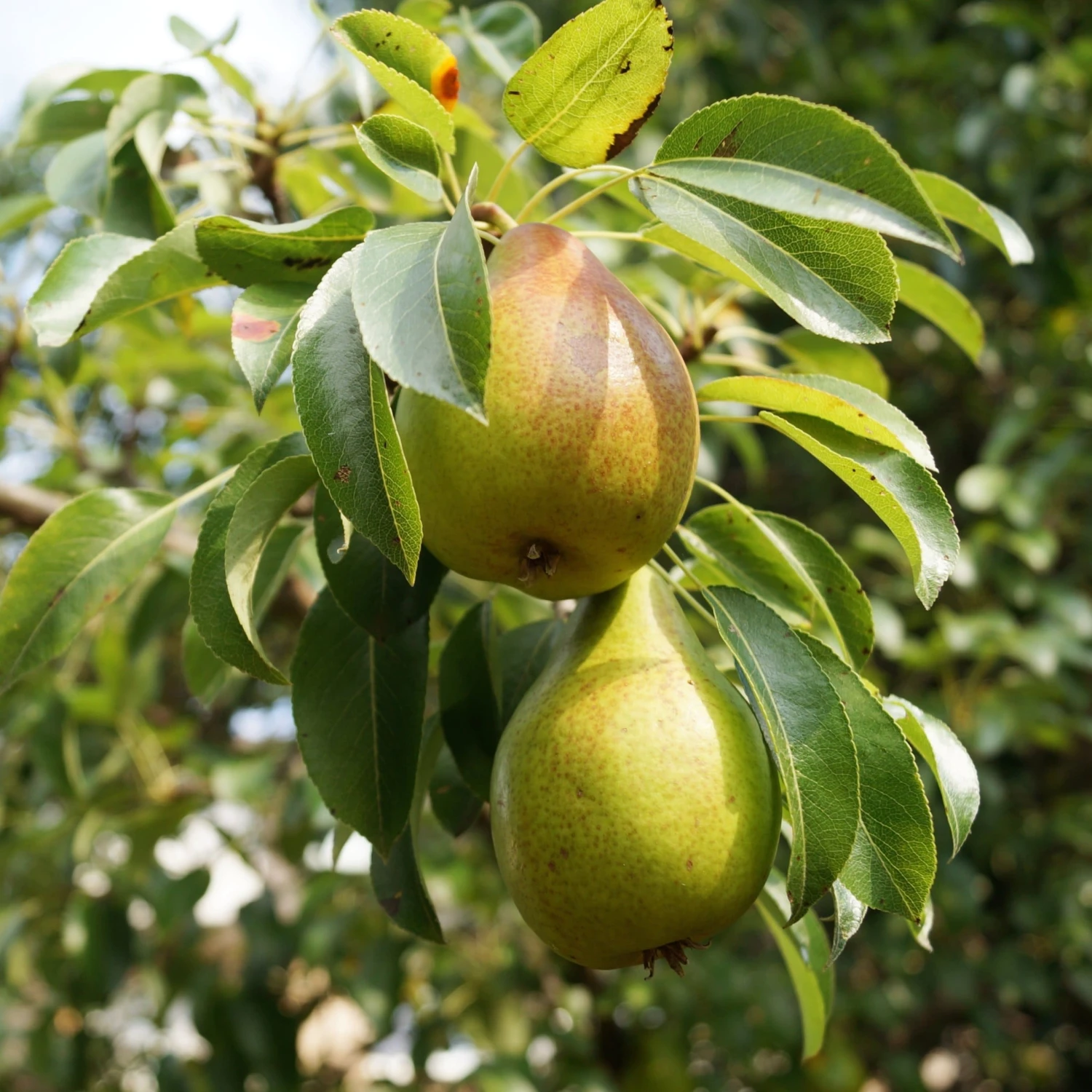 The 3 Top Performing Fruit Trees To Grow In The UK | Apple, Pear & Plum - Image 4