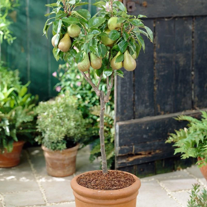 Conference Pear Tree - Image 3