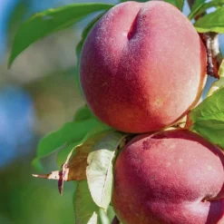 Red Haven Peach Tree