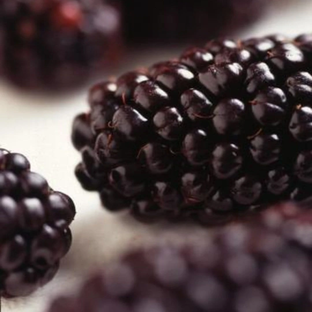 Repsime Mulberry Tree - Image 4