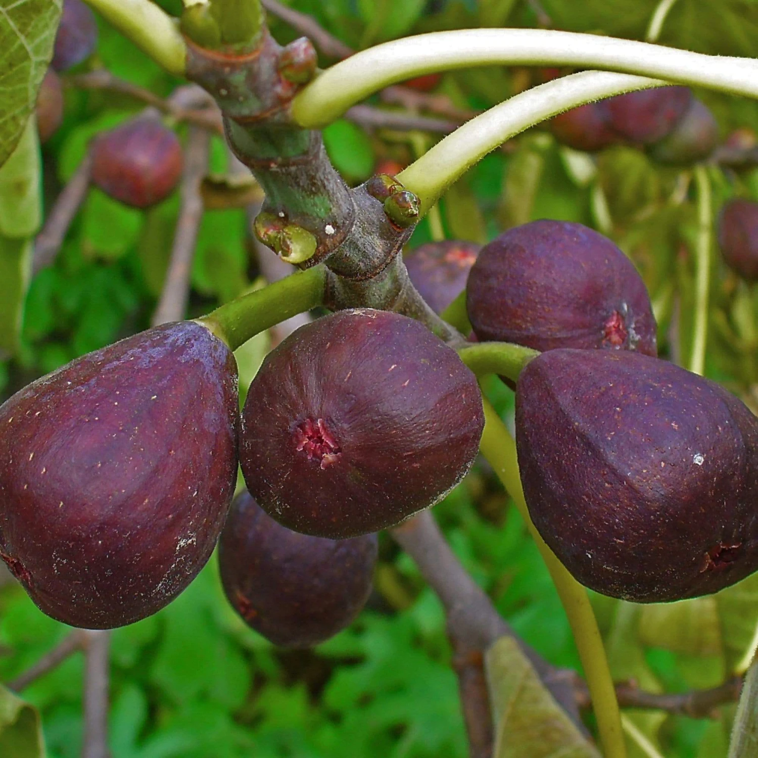 UK Hardy Fig Tree | 'Brown Turkey' - Image 5