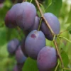 Shropshire Prune Damson Tree