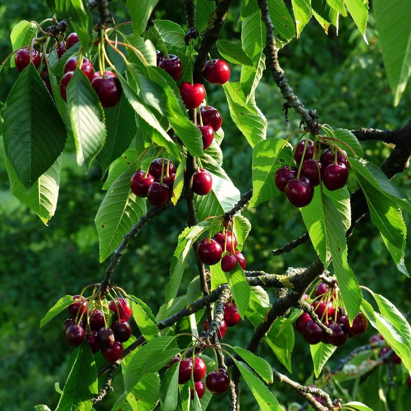 Stella Cherry Tree - Image 5