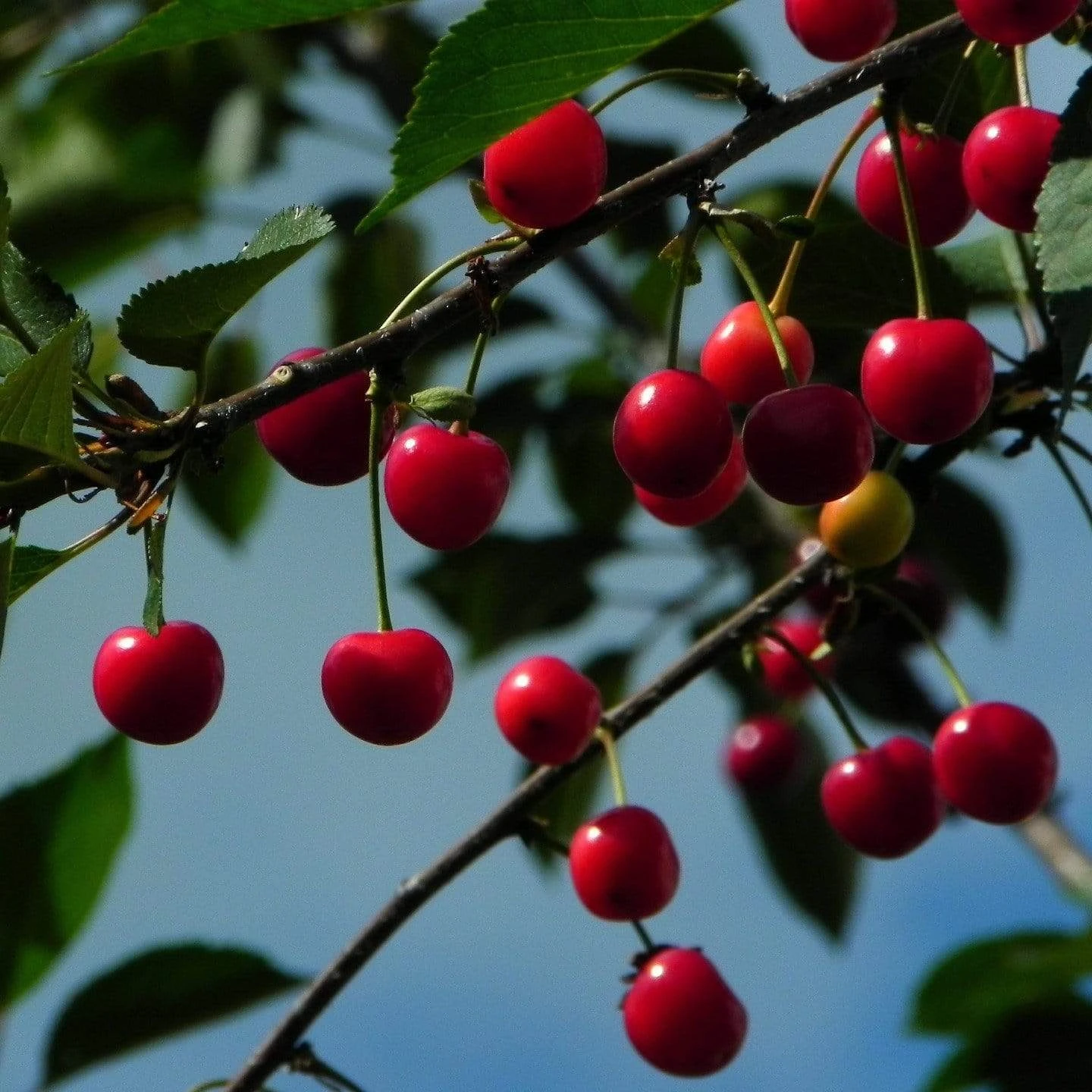 Morello Cherry Tree - Image 6