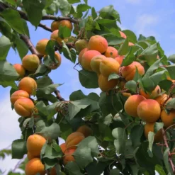 Flavourcot Apricot Tree