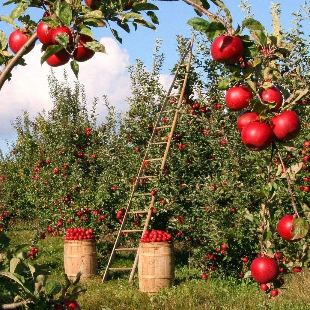 Fiesta Apple Tree - Image 3