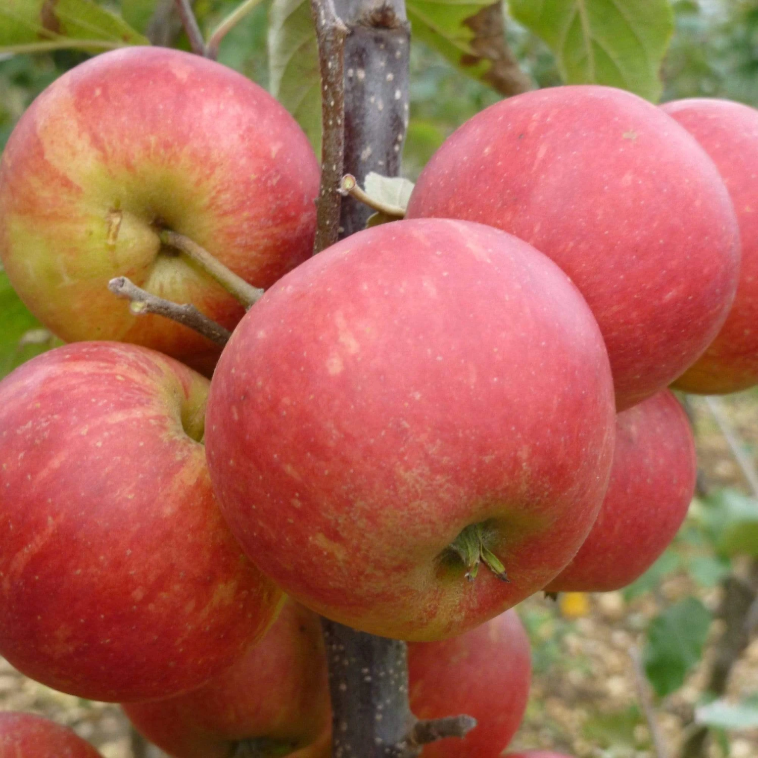 Elstar Apple Tree - Image 3