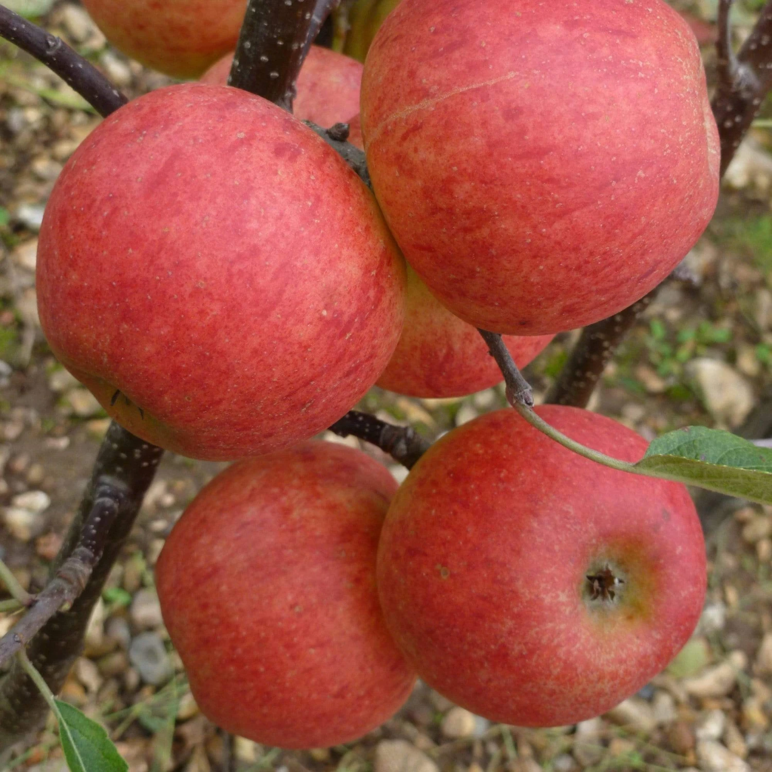 Elstar Apple Tree - Image 4