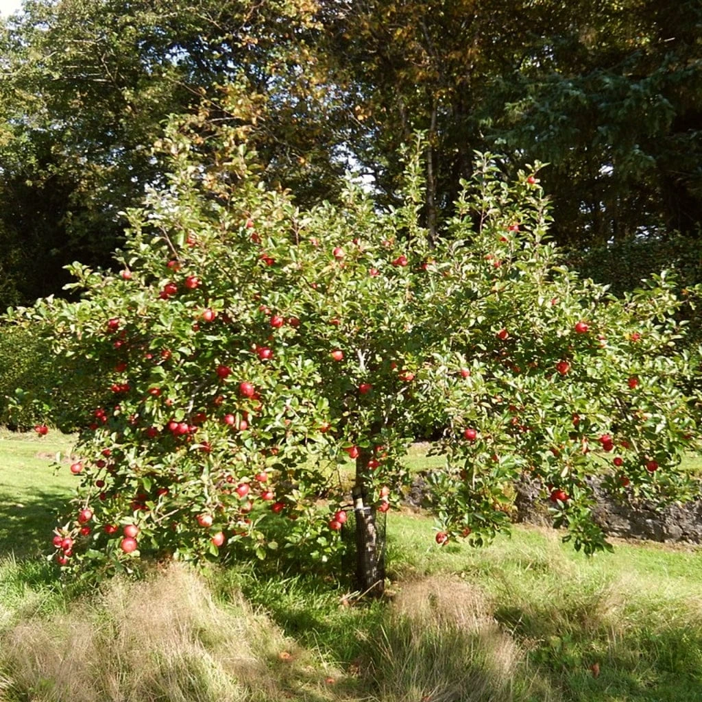 The 3 Best Fruit Trees For Small Gardens | Apple, Cherry & Fig - Image 3