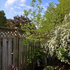'King James' Mulberry Tree | Morus Nigra