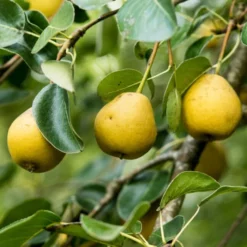 'Petite Poire' Pear Tree