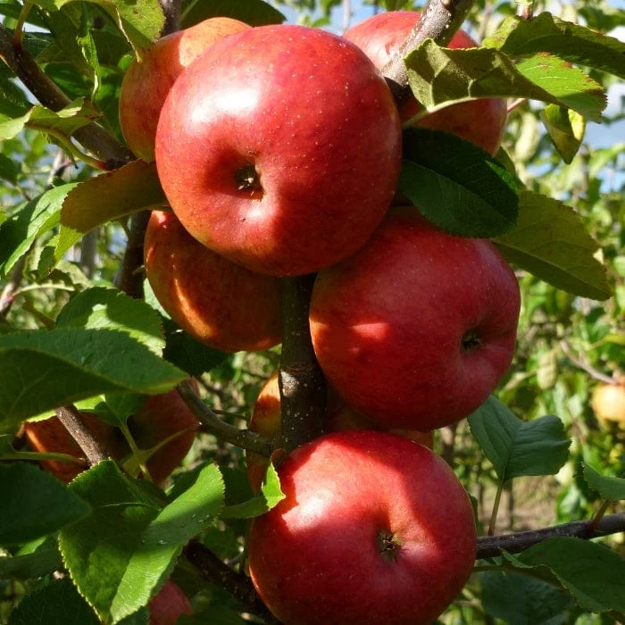 The 3 Top Performing Fruit Trees To Grow In The UK | Apple, Pear & Plum - Image 2