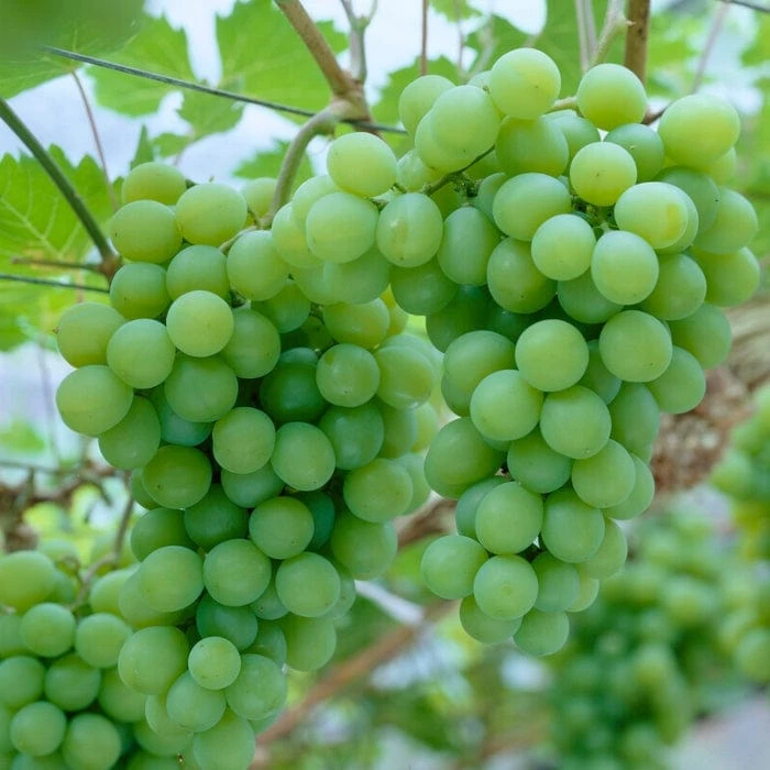 'Orion' Grape Vine - Image 2