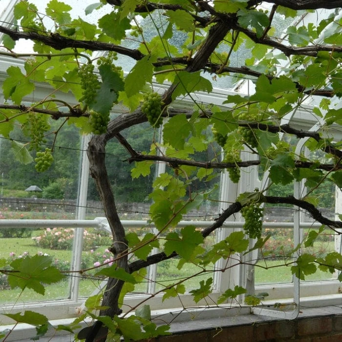 'Muscat Of Alexandria' Grape Vine - Image 2