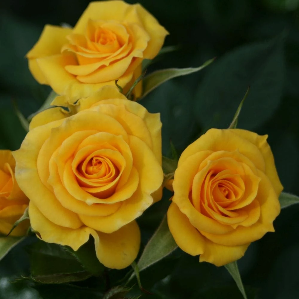 'Flower Power Gold' Patio Shrub Rose