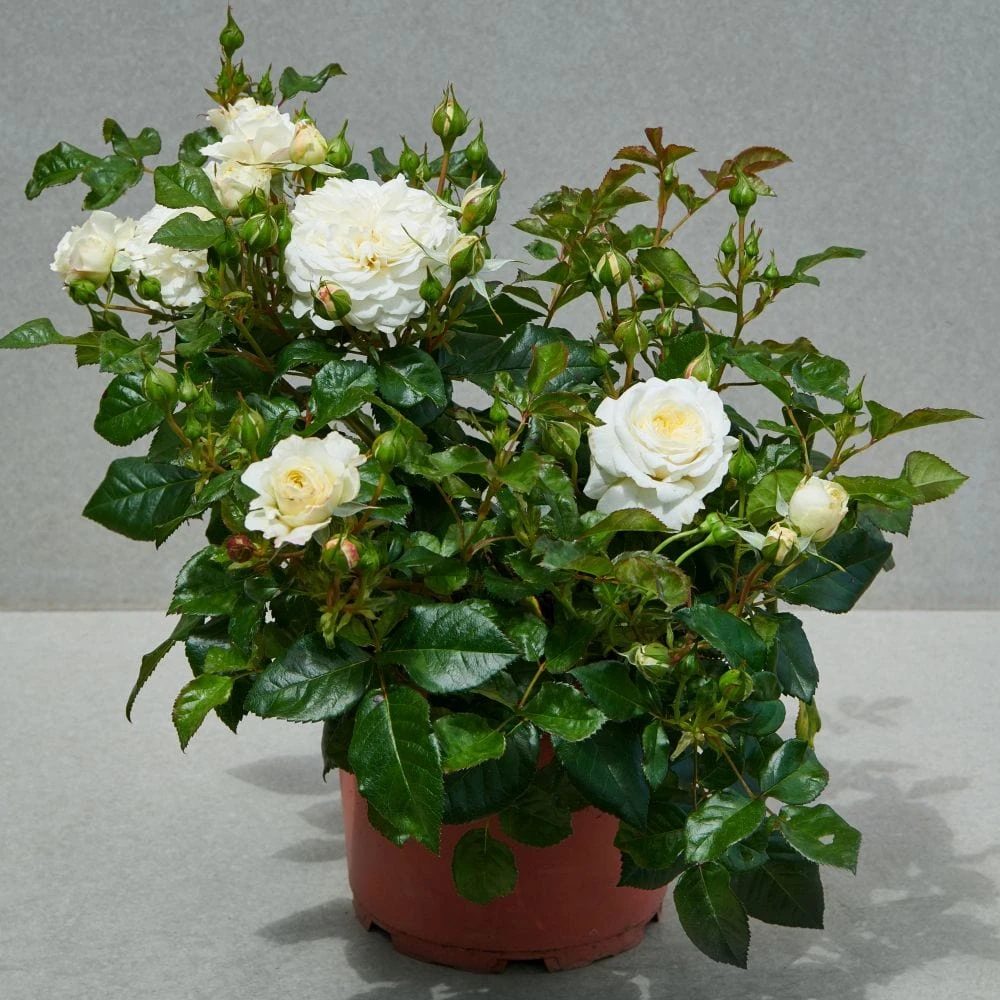 'Patio Hit Georgia' Patio Shrub Rose - Image 2