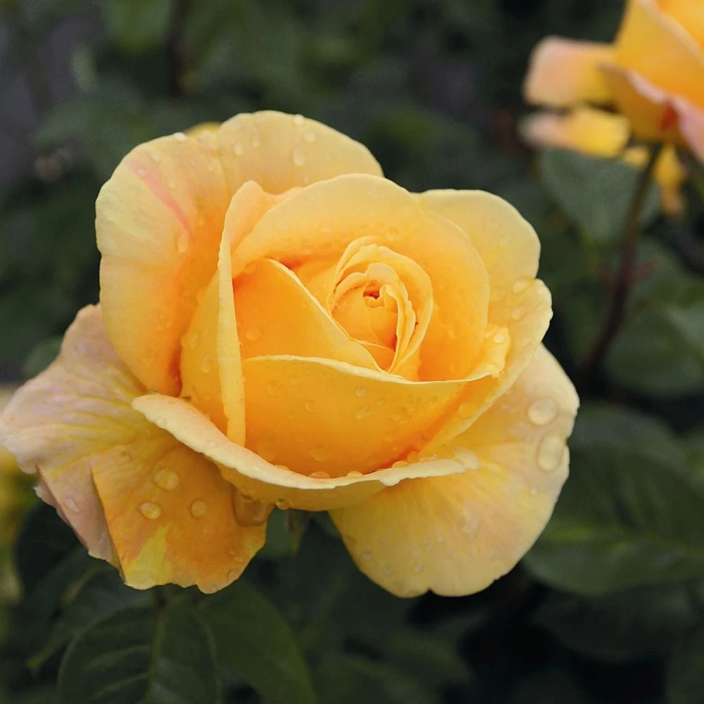 'Global Beauty (Candlelight)' Hybrid Tea Rose - Image 2